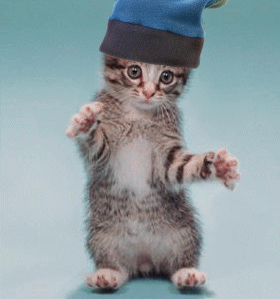 un chat