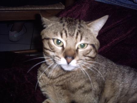 tigrou